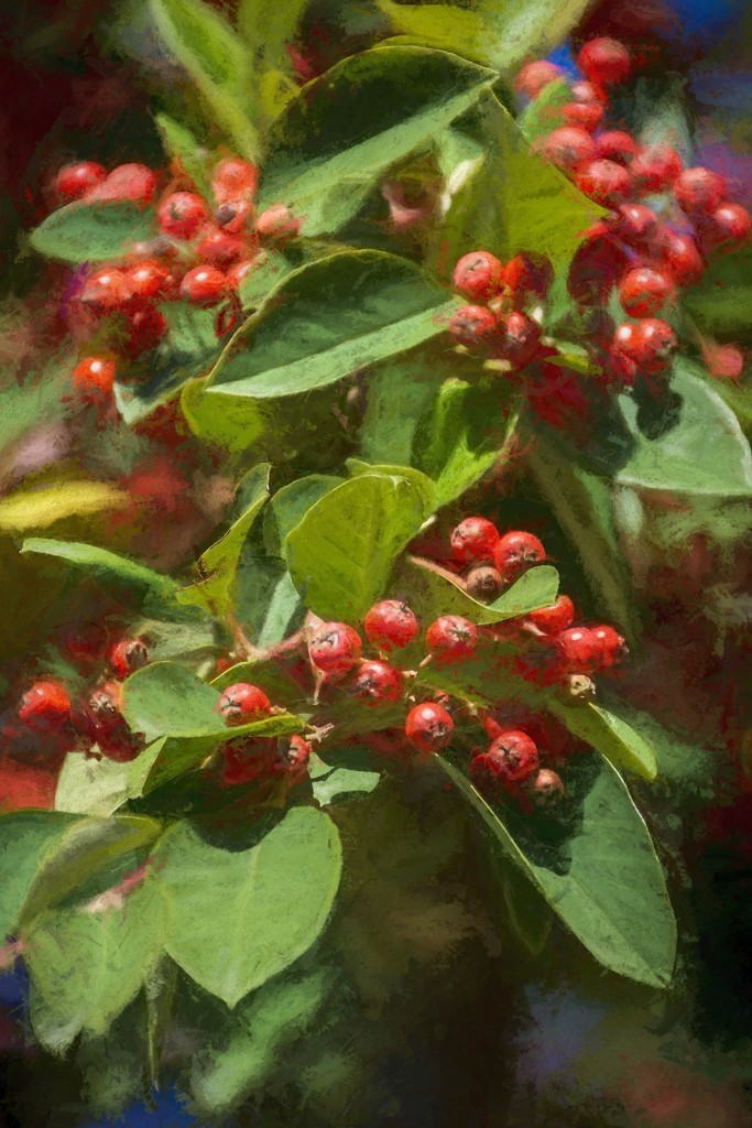 Autumn Berries by nickspicsnz