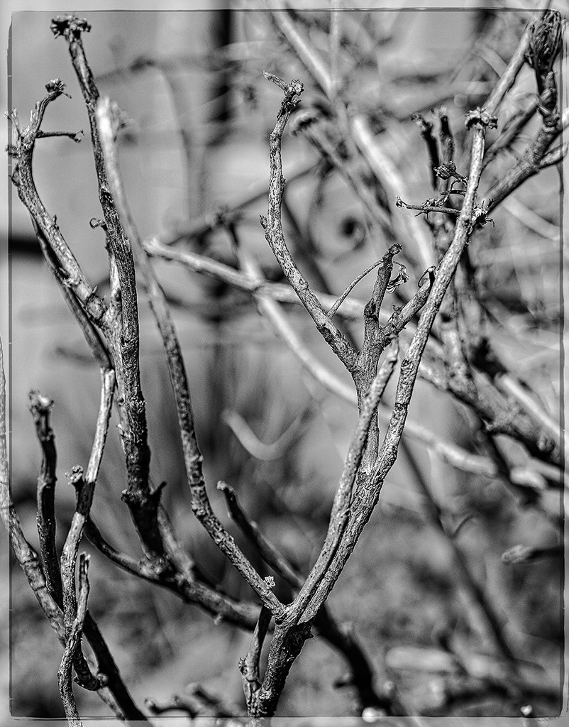 Twisted Branches by gardencat