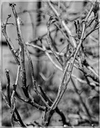 9th Apr 2020 - Twisted Branches
