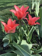 9th Apr 2020 - Favorite Tulips 