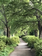 9th Apr 2020 - My favorite path among the oak trees at our city park.