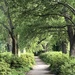 My favorite path among the oak trees at our city park. by congaree