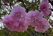 9th Apr 2020 - The glorious blooms of a Japanese cherry tree.  