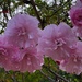 The glorious blooms of a Japanese cherry tree.   by congaree