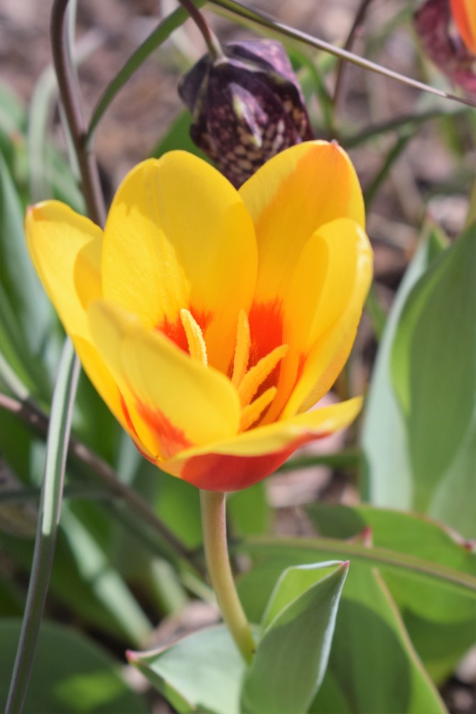 Orange and Yellow Tulip by sandlily