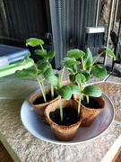 9th Apr 2020 - Update on the Pumpkins