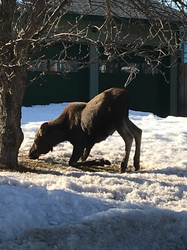 Downward facing moose by jshewman