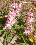 9th Apr 2020 - Hyacinth