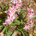 Hyacinth by harbie