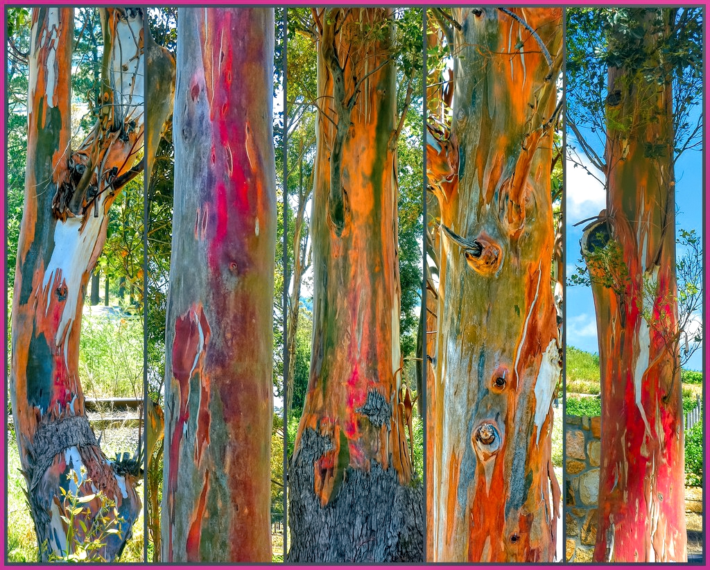 5 Rainbow Gum trees by Diana · 365 Project