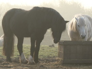 10th Apr 2020 - Horses in the morning mist