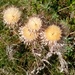 Thistle by g3xbm