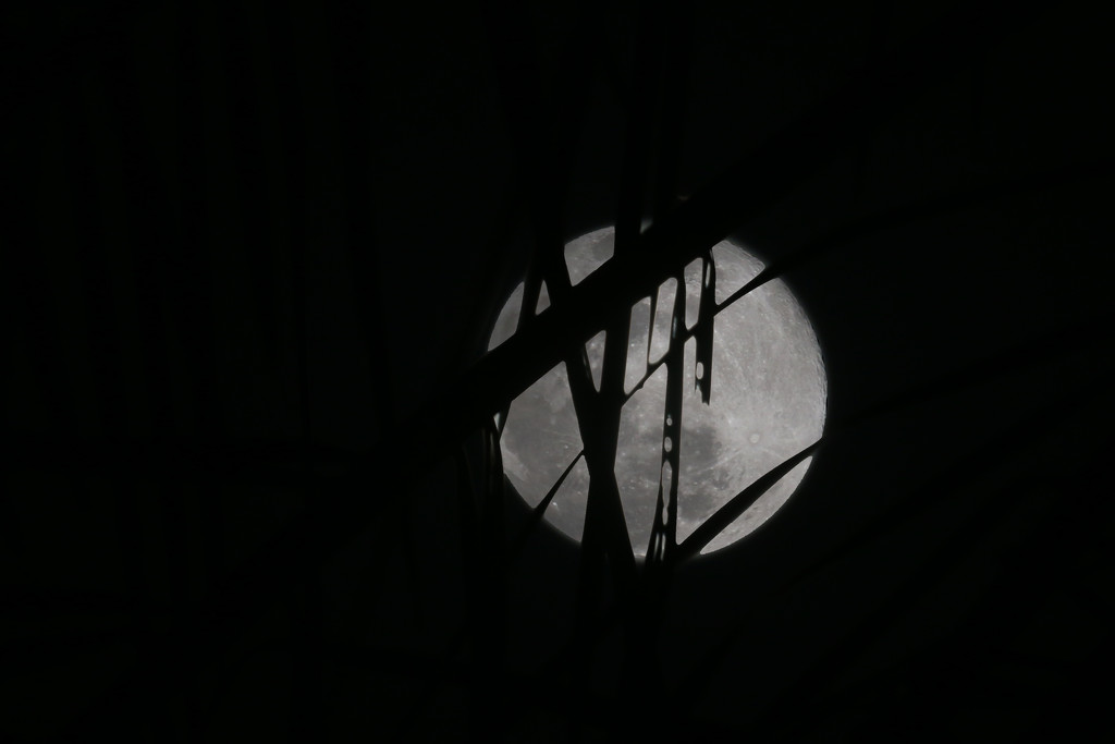 Moon by ingrid01