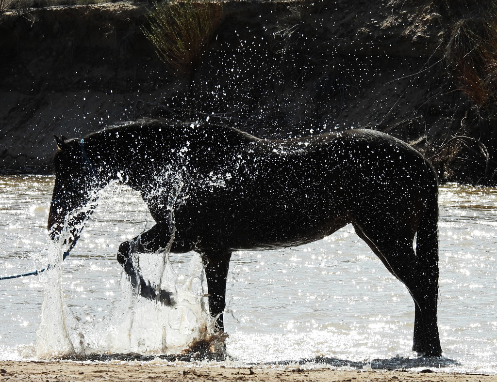 Happy Horse Splashing in the River by janeandcharlie