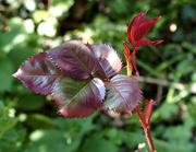 10th Apr 2020 - Rose Leaf