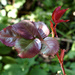 Rose Leaf by arkensiel