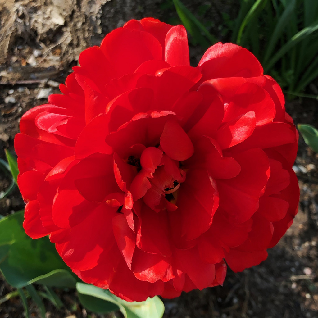 One Red Flower by yogiw
