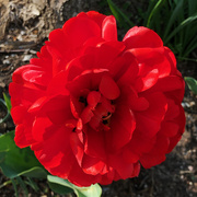11th Apr 2020 - One Red Flower