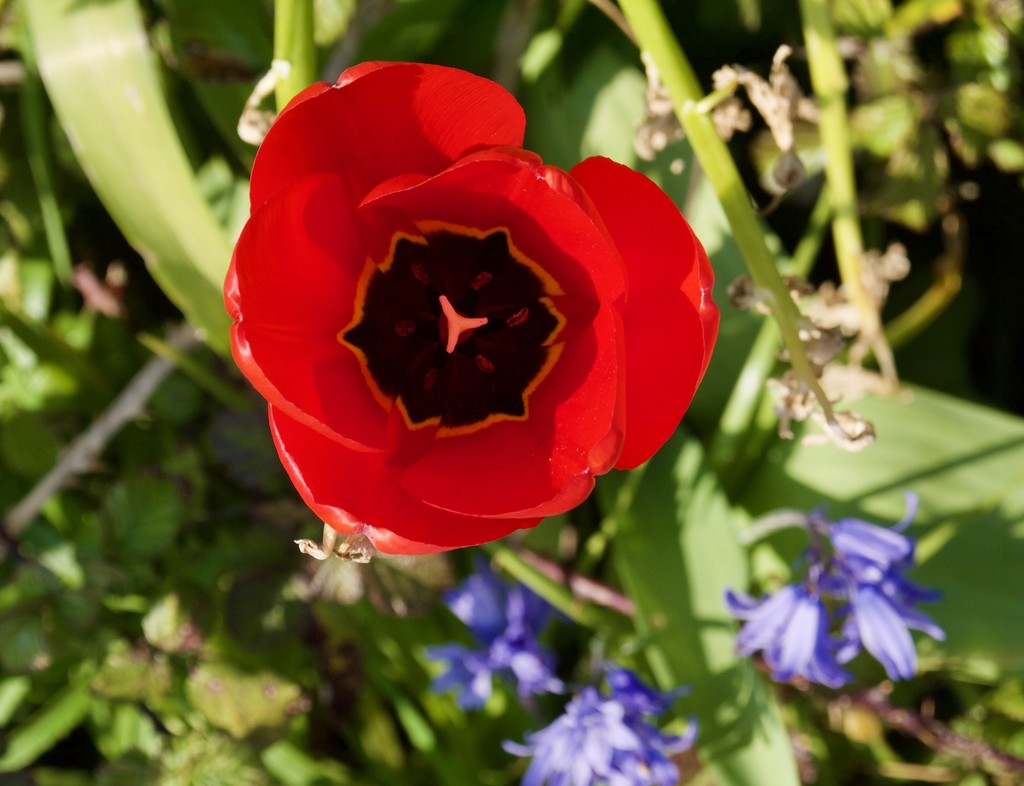 Tulip by wakelys