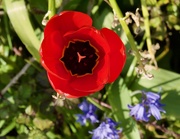10th Apr 2020 - Tulip