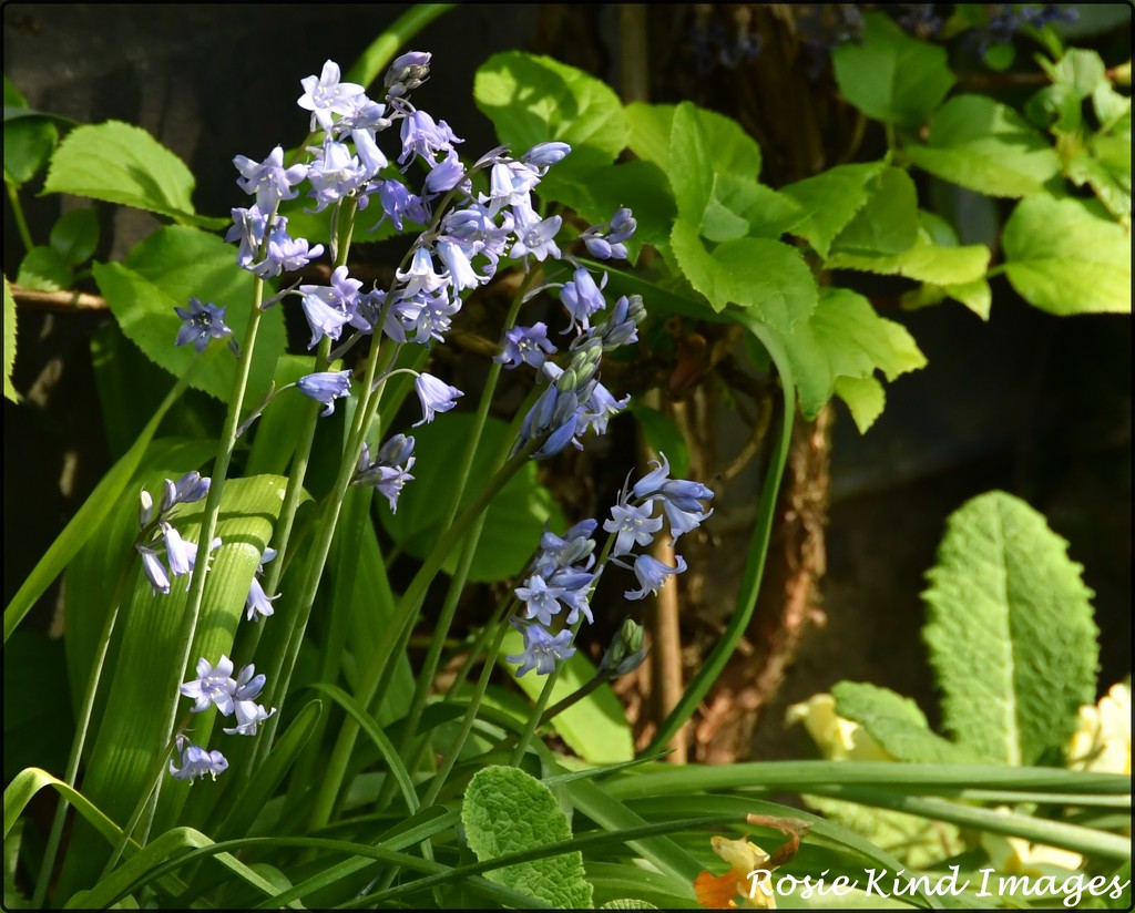 Bluebells in my garden by rosiekind