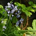 Bluebells in my garden by rosiekind