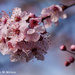 Japanese Plum by falcon11