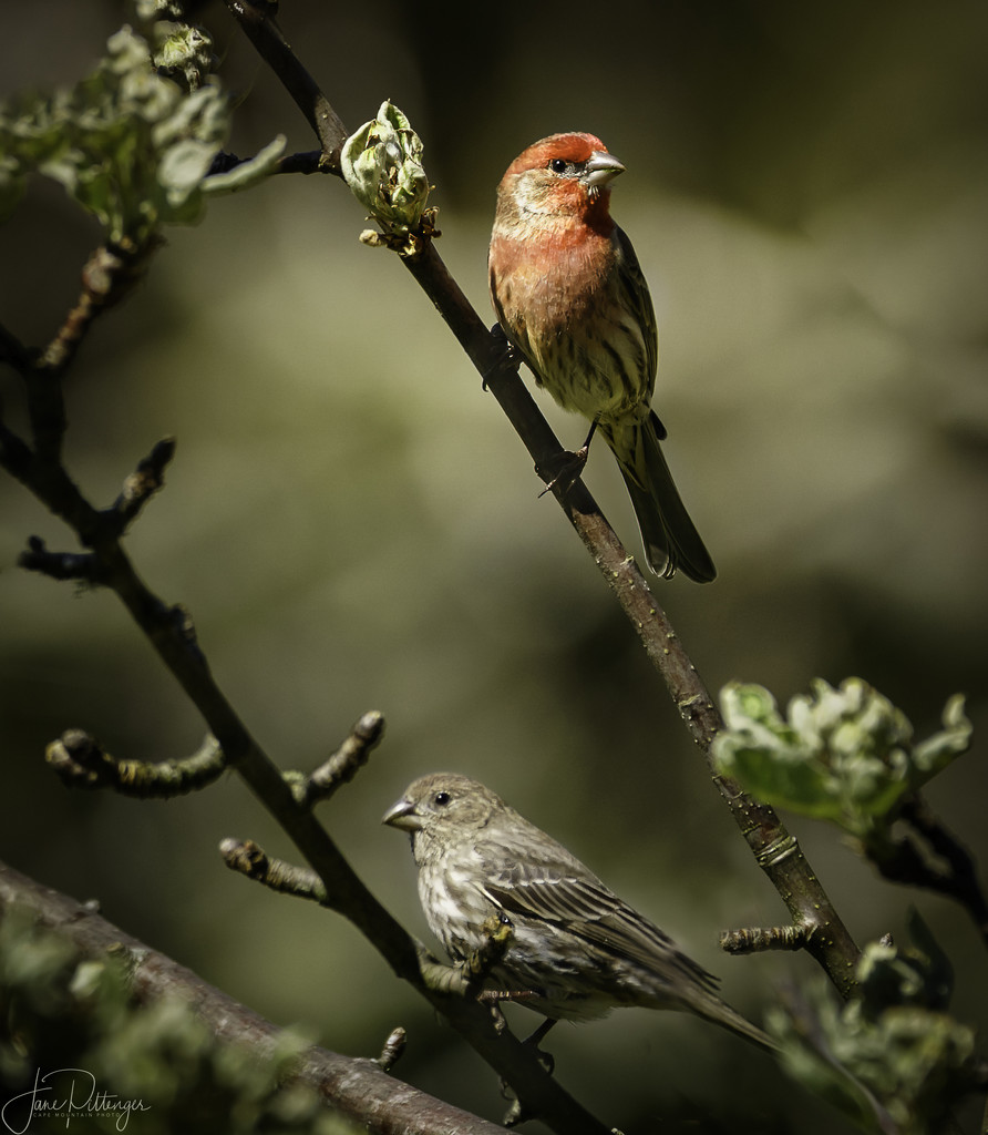 Male and Female Purple Finches by jgpittenger
