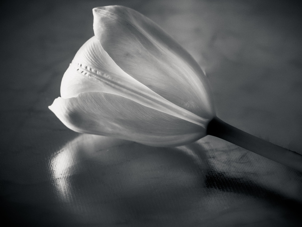 white tulip by jernst1779