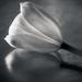 white tulip by jernst1779