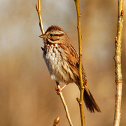 10th Apr 2020 - song sparrow 