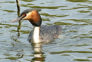 10th Apr 2020 - Great Crested Grebe