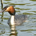 Great Crested Grebe by jesika2