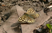 9th Apr 2020 - Speckled Wood