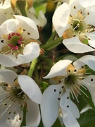 8th Apr 2020 - Pear Blossom 