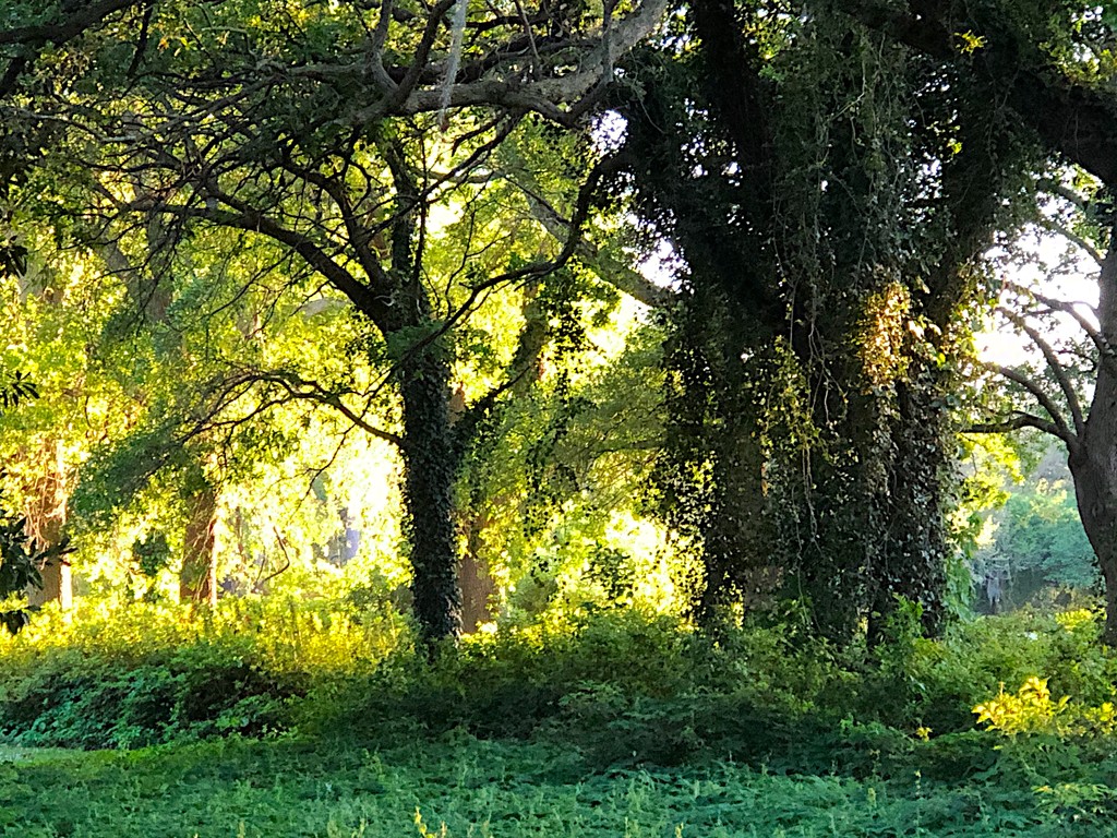 Golden afternoon light during my walk at the park by congaree