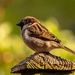 House Sparrow by rjb71