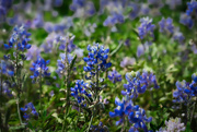 10th Apr 2020 - Blue Bonnet