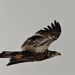 Juvenile Eagle  by radiogirl