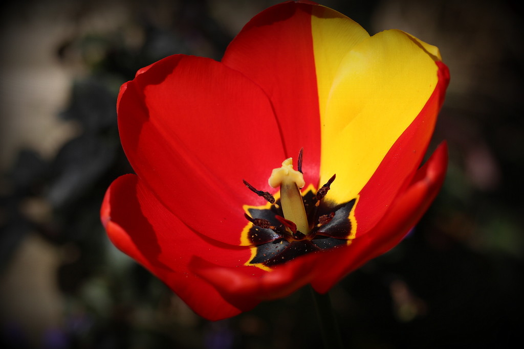 The whole (Tulip) flower . by pyrrhula