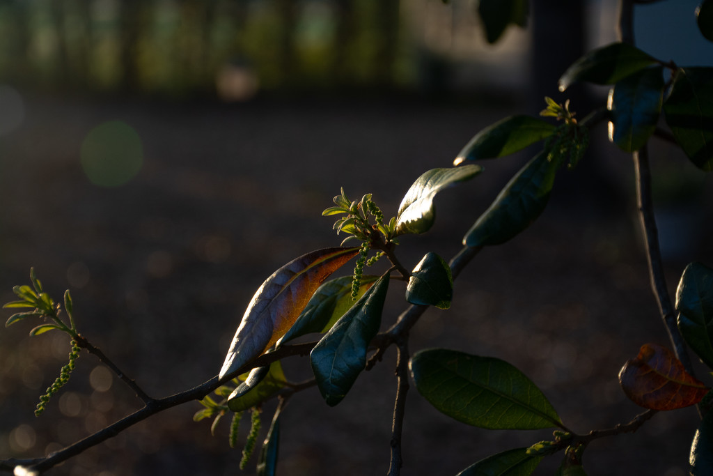 Oak leaves in the late sunlight... by thewatersphotos