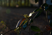 10th Apr 2020 - Oak leaves in the late sunlight...