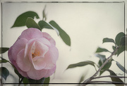 9th Apr 2020 - Camellia