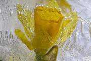 11th Apr 2020 - Frozen Golden Daffodil