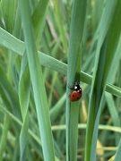 10th Apr 2020 - simple life of a ladybug