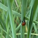 simple life of a ladybug by shookchung