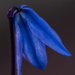 Siberian Squill by skipt07
