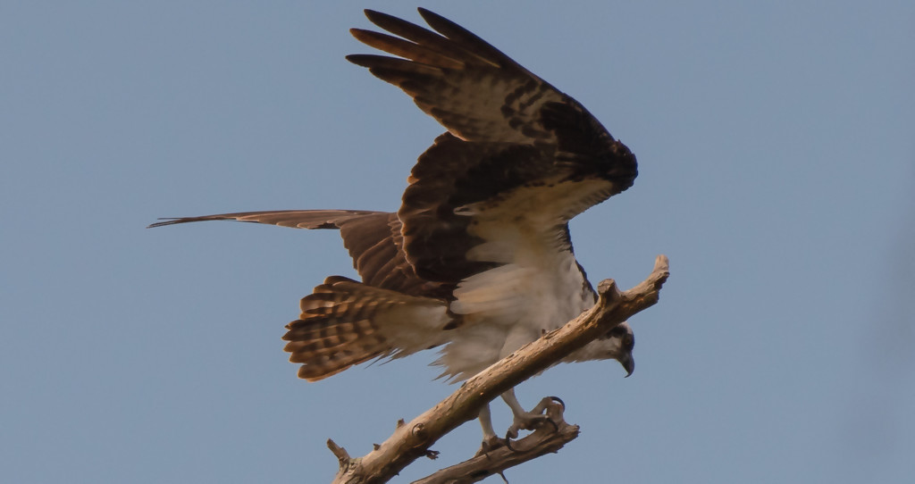 Dad Osprey, Just Getting Back to the Nest Tree by rickster549