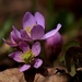 Teeny Tiny Wildflowers by lynnz