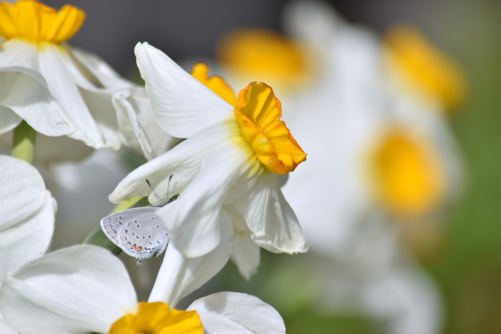 Hiding in the Daffodils by genealogygenie